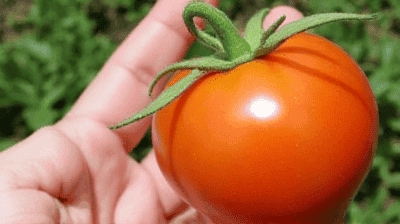 From Lab to Table: The Journey of a Genetically Modified Tomato
