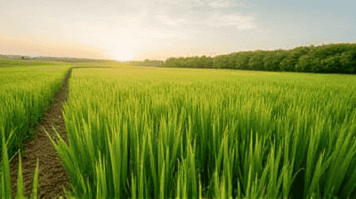 How Cover Crops Can Save Farms—And the Environment