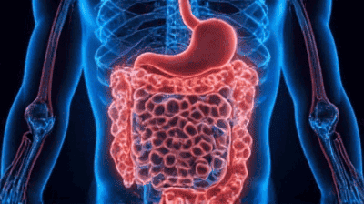 The Human Microbiome: Why Your Gut Bacteria Are Essential for Health
